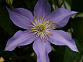 Clematis Justa IMG_4420 Powojnik